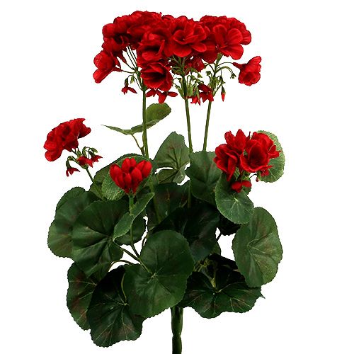 Floristik24 Krzew geranium czerwony 36cm