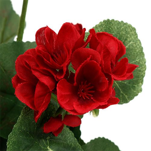 Floristik24 Krzew geranium czerwony 36cm
