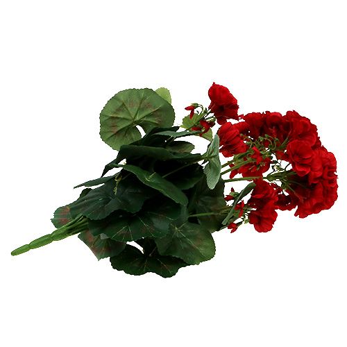 Floristik24 Krzew geranium czerwony 36cm