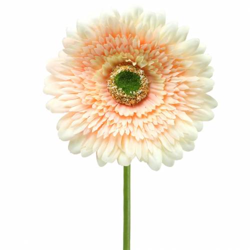 Floristik24 Gerbera sztuczna brzoskwinia 62cm 6szt