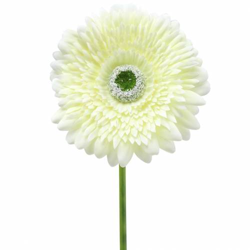 Floristik24 Gerbera sztuczna biała 62cm 6szt