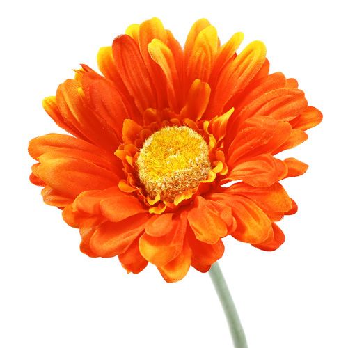 Floristik24 Gerbera Pomarańczowa Ø10cm L55cm 6szt