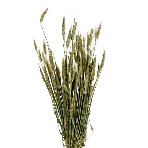 Produkt Ozdoba z ziarna jęczmienia dekoracja sucha naturalna pęczek 80cm 1 sztuka