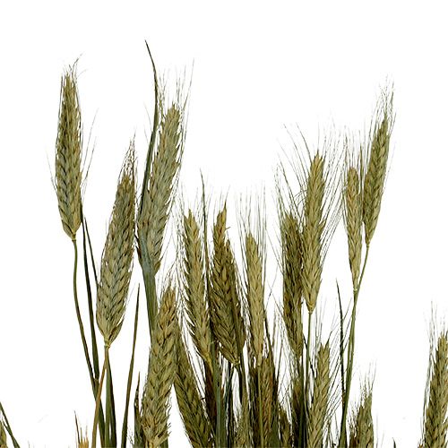 Produkt Ozdoba z ziarna jęczmienia dekoracja sucha naturalna pęczek 80cm 1 sztuka