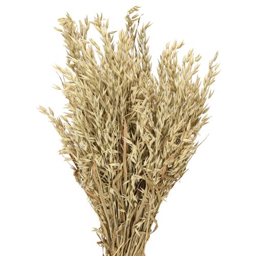 Floristik24 Owies suszony dekoracyjny pęczek owsa naturalny dekoracyjny pęczek 60cm 200g