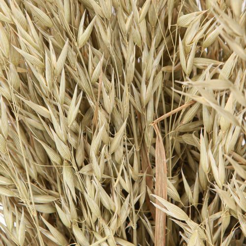 Produkt Owies suszony dekoracyjny pęczek owsa naturalny dekoracyjny pęczek 60cm 200g