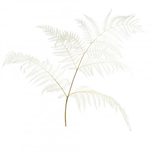 Produkt Suszona dekoracja paprociowa bielona paproć orlicowa W75cm 10 szt