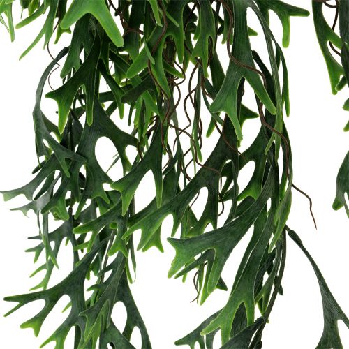 Floristik24 Paproć poroża wisząca 84cm