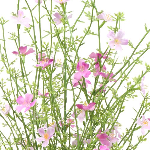Floristik24 Krzew żarnowca fioletowy 60cm