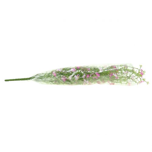 Floristik24 Krzew żarnowca fioletowy 60cm