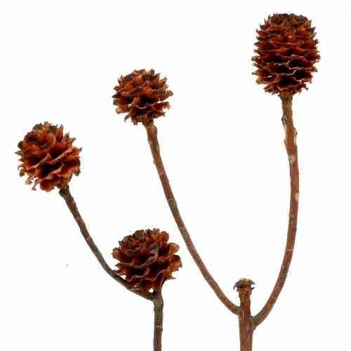 Produkt Glabrum II (1) 25 szt