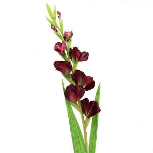 Floristik24 Gladiolus Real Touch Bordeaux 93cm