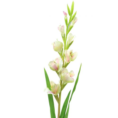 Gladiolus Biały 93cm