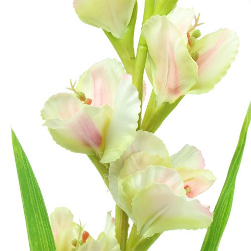 Floristik24 Gladiolus Biały 93cm