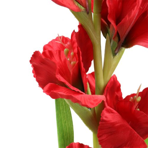 Floristik24 Mieczyk czerwony 93 cm