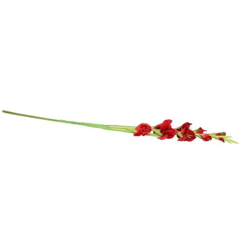 Floristik24 Mieczyk czerwony 93 cm