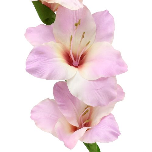 Floristik24 Gladioli kremowo-purpurowe 86cm