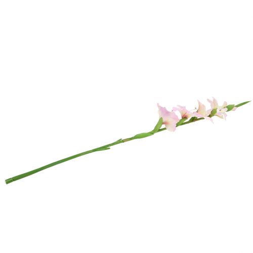 Floristik24 Gladioli kremowo-purpurowe 86cm