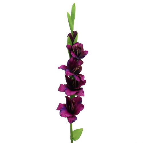 Gladioli ciemnofioletowe 86cm