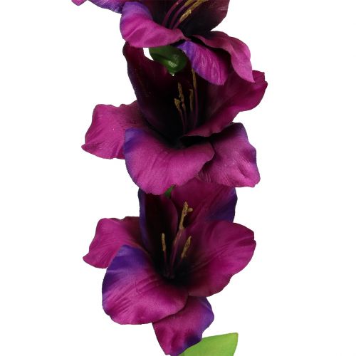 Floristik24 Gladioli ciemnofioletowe 86cm