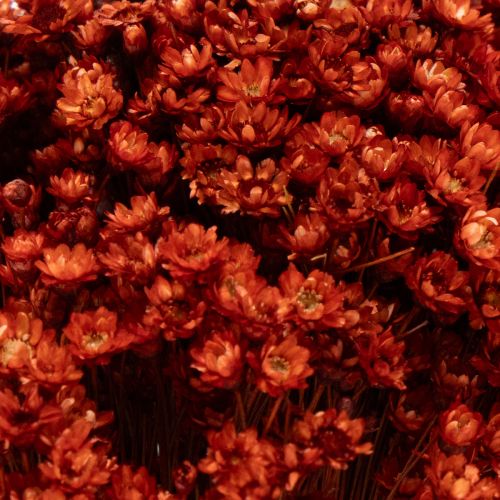 Produkt Bukiet z suszonych kwiatów, uroczy dodatek do wazonów lub kompozycji, 44 cm