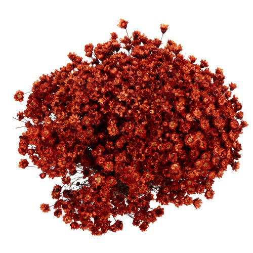 Produkt Bukiet z suszonych kwiatów, uroczy dodatek do wazonów lub kompozycji, 44 cm