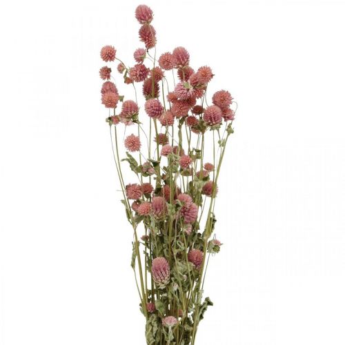 Floristik24 Kulka Amarant, Gomphrena Globosa, Kwiat Letni, Kwiat Suchy Różowy L49cm 50g