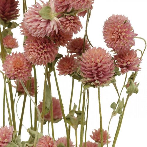 Floristik24 Kulka Amarant, Gomphrena Globosa, Kwiat Letni, Kwiat Suchy Różowy L49cm 50g