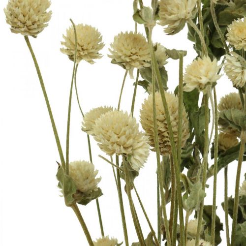 Floristik24 Suszony Kwiat, Kula Amarantowa, Gomphrena Globosa Biała L49cm 45g