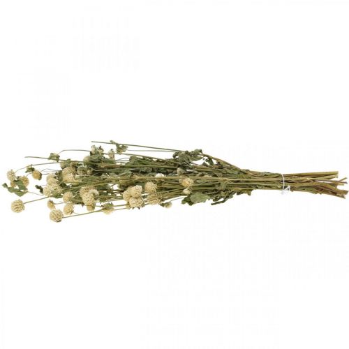 Floristik24 Suszony Kwiat, Kula Amarantowa, Gomphrena Globosa Biała L49cm 45g