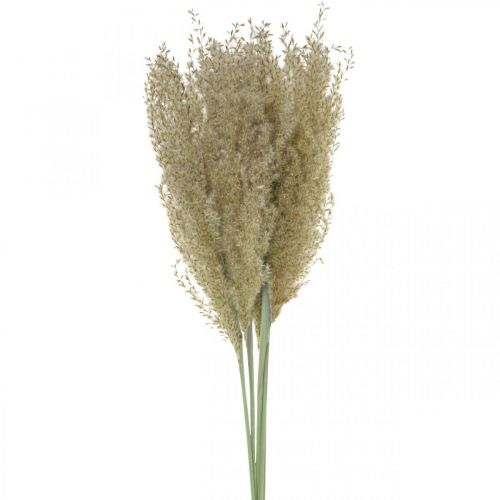 Floristik24 Suszona trawa ozdobna trawa do suchej dekoracji florystycznej natura W55cm