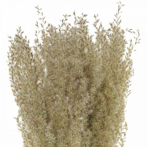 Floristik24 Suszona trawa ozdobna trawa do suchej dekoracji florystycznej natura W55cm