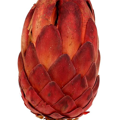 Produkt Grandiceps czerwony 25 szt