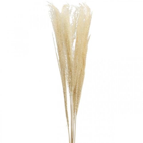 Suszona trawa ozdobna Deco Nature Ornamental Grass Dry Deco 6Stalks