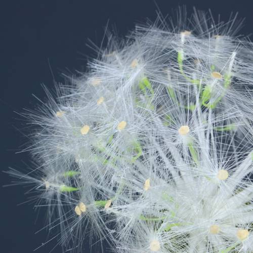 Floristik24 Dekoracja dandelion 100cm