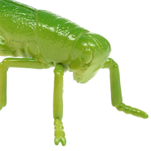 Produkt Konik polny zielony 11cm 1 szt