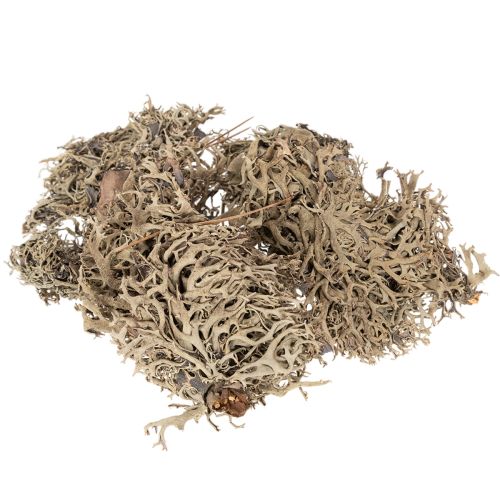 Mech ozdobny, mech szary do prac rękodzielniczych, 500g kupić | Floristik24.pl