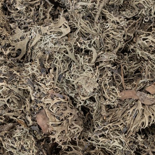 Mech ozdobny, mech szary do prac rękodzielniczych, 500g | Floristik24.pl