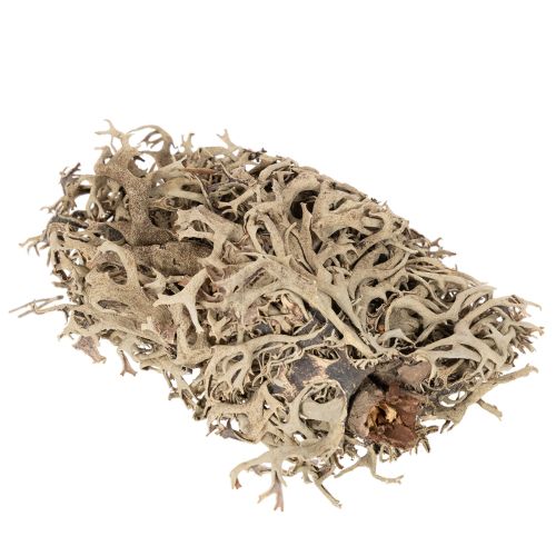 Mech ozdobny, mech szary do prac rękodzielniczych, 500g | Floristik24.pl