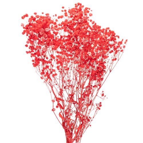 Suszony gips (Gypsophila) pęczek 75cm 100g kupić | Floristik24.pl