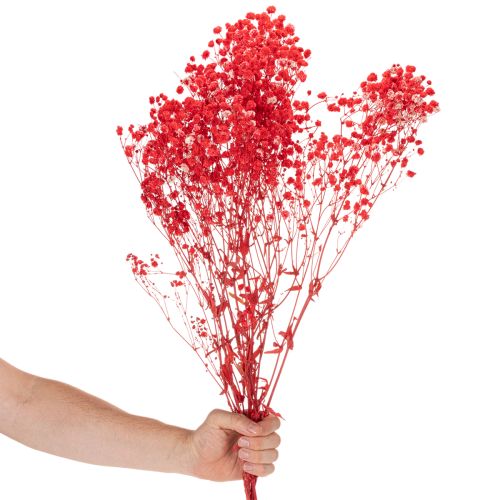 Suszony gips (Gypsophila) pęczek 75cm 100g | Floristik24.pl