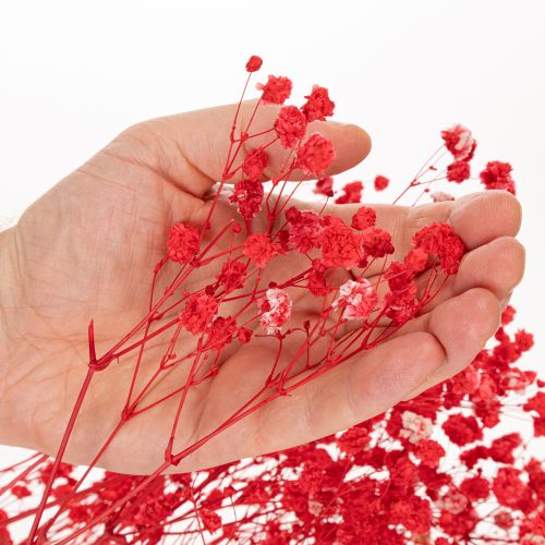 Suszony gips (Gypsophila) pęczek 75cm 100g | Floristik24.pl