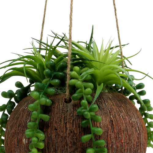 Floristik24 Wiszące rośliny sukulenty w doniczce L60cm Ø16cm