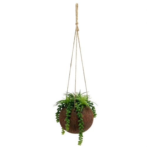 Floristik24 Wiszące rośliny sukulenty w doniczce L60cm Ø16cm