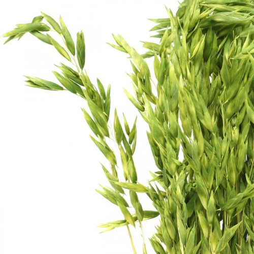 Floristik24 Suszone owies zielony ziarnisty rustykalna sucha dekoracja 70cm pakiet 100g