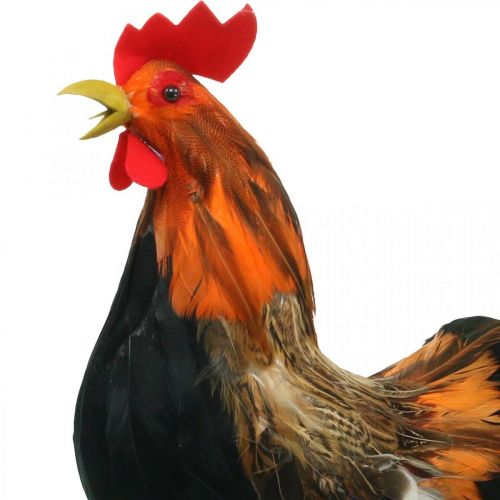 Floristik24 Kogut dekoracyjny z piórami Ozdoba wielkanocna figurka Kogut hodowlany 36cm