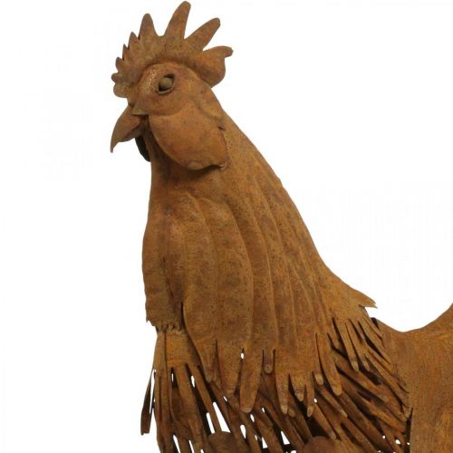 Floristik24 Kogut zardzewiały dekoracja ogrodowa patyna dekoracja figurka metalowa 58×13×50cm