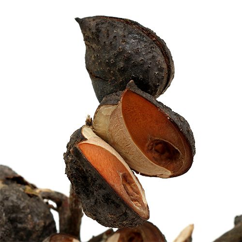 Produkt Hakea średnia naturalna 5-9 główek na gałązkę 20 szt