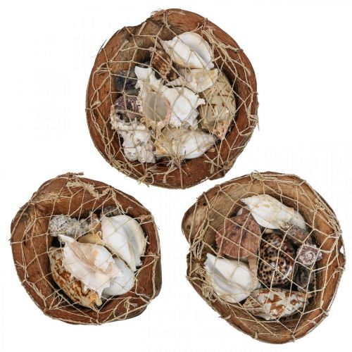 Produkt Połówki kokosa muszle dekoracyjne muszle ślimaków 18–19cm 3 szt