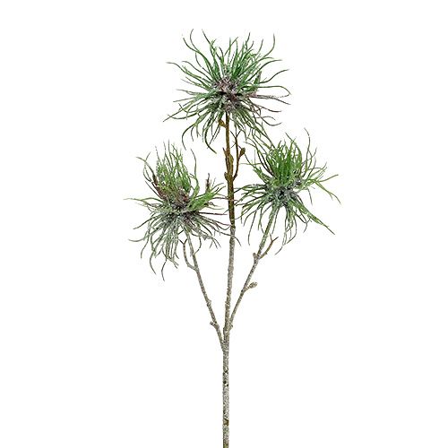 Floristik24 Gałązka oczaru wirginijskiego 44cm zielona, srebrna 1szt.
